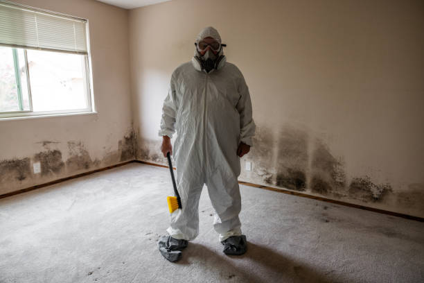 Best Localized Mold Remediation (e.g., coastal areas, humid climates) in Perry Park, CO