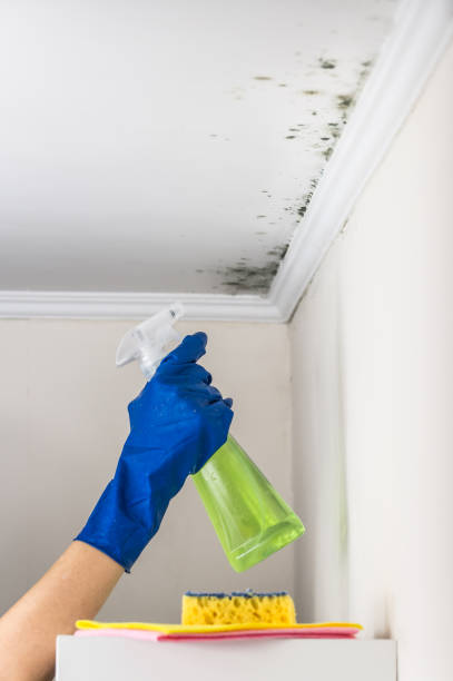 Best Localized Mold Remediation (e.g., coastal areas, humid climates) in Perry Park, CO